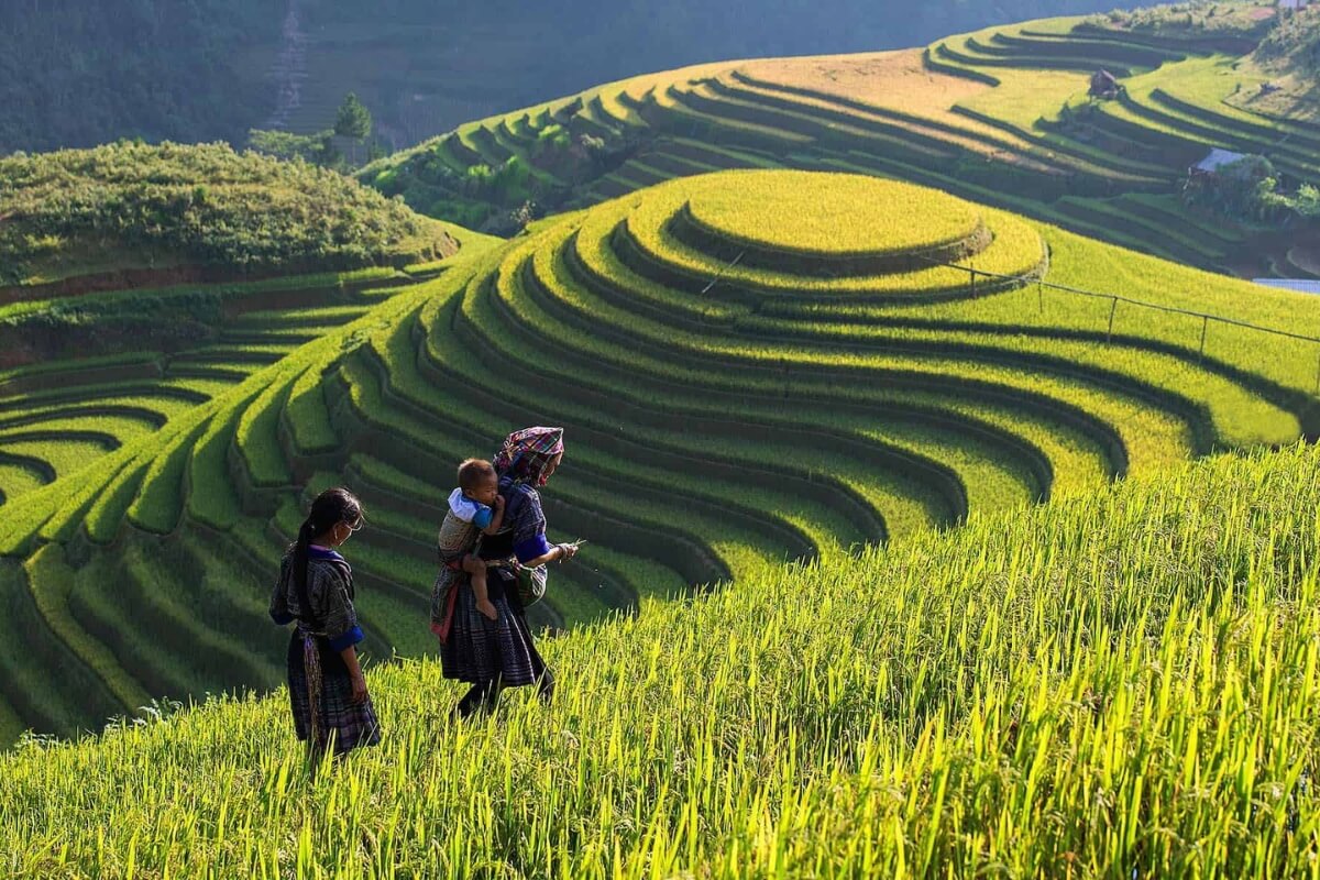 marvel at the traditional houses and terraced rice fields in lao chai village