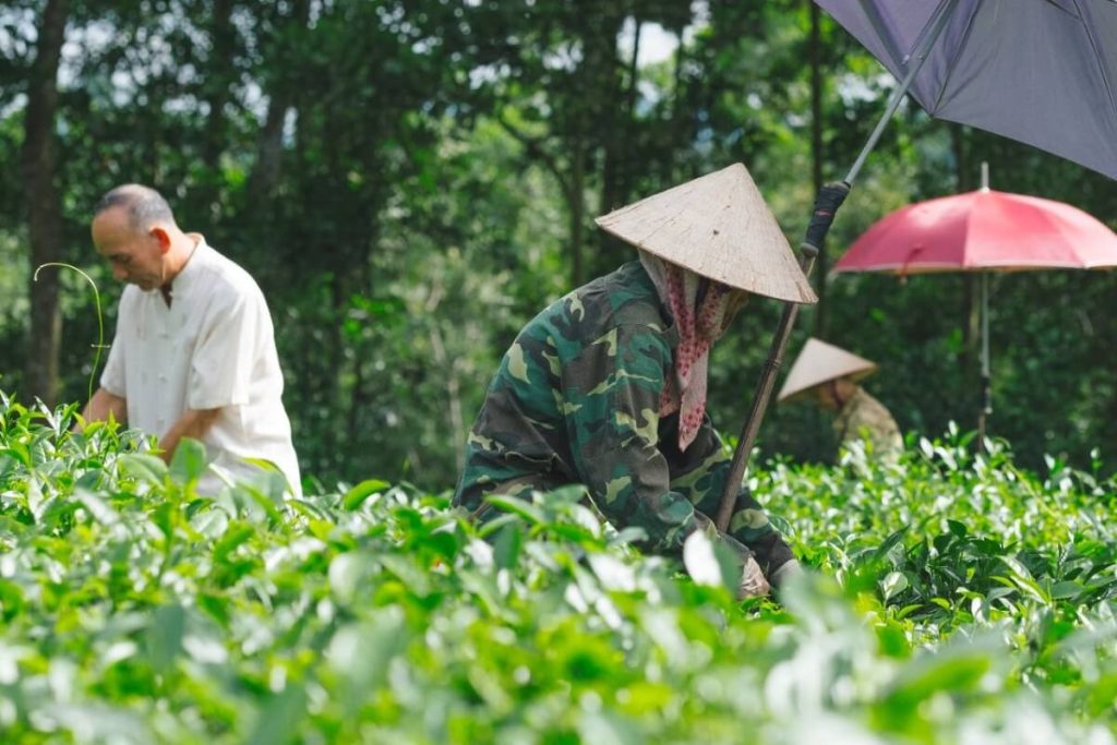 visit Ri Village and meet Mr. Duoc – a Vietnam War veteran and tea-farm owner
