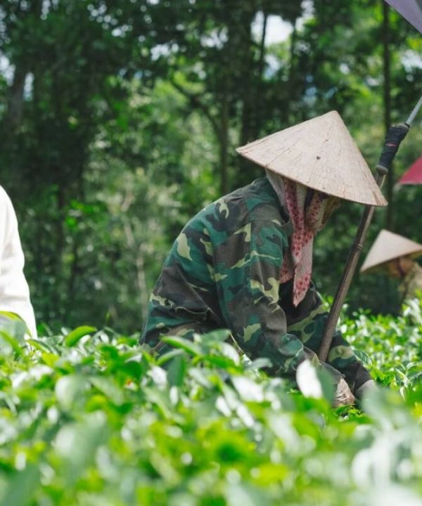 visit Ri Village and meet Mr. Duoc – a Vietnam War veteran and tea-farm owner
