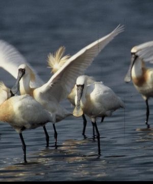 xuan thuy national park in Exotic Nam Dinh 2 Days 1 Night  - hanoi local tour